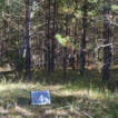 Natural restoration of forests after ...